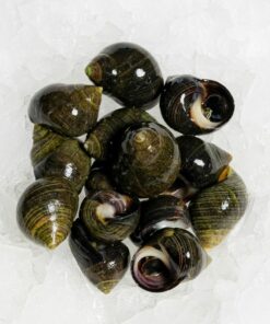 Les bigorneaux