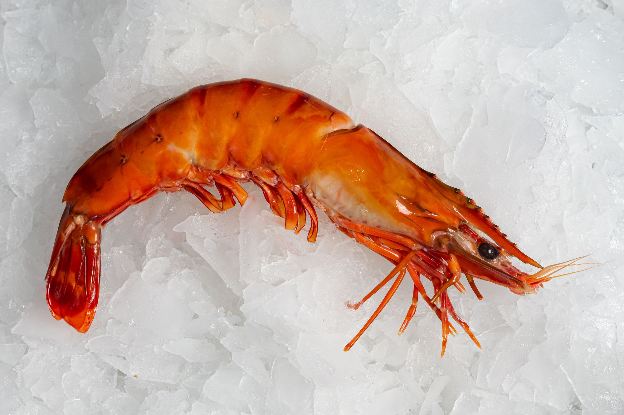 Plateau Rouge : huîtres, pattes de crabe, gambas, pinces de tourteaux en  vente à Marseille (13012) - Restaurant de fruits de mer à Marseille - La  Cantine de L'Ecailler