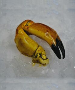 Les pinces de tourteaux