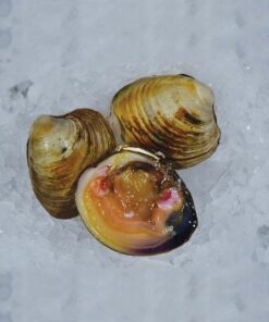 Les clams gros