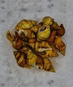Portion de bulots