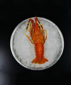 Les langoustes